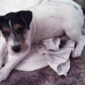 Meet your Posher, Heidi